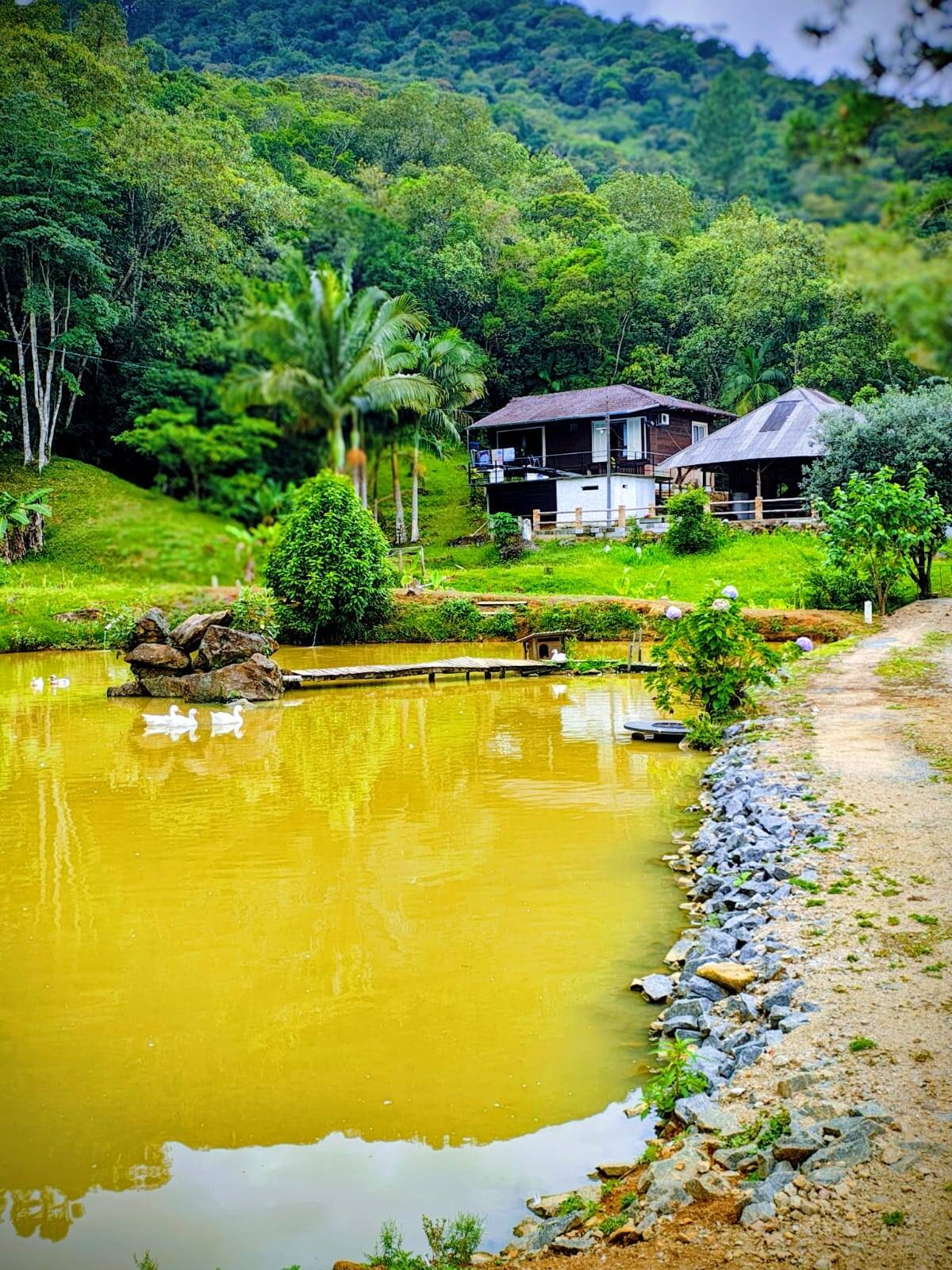 #1393 - Sítio para Venda em Gaspar - SC